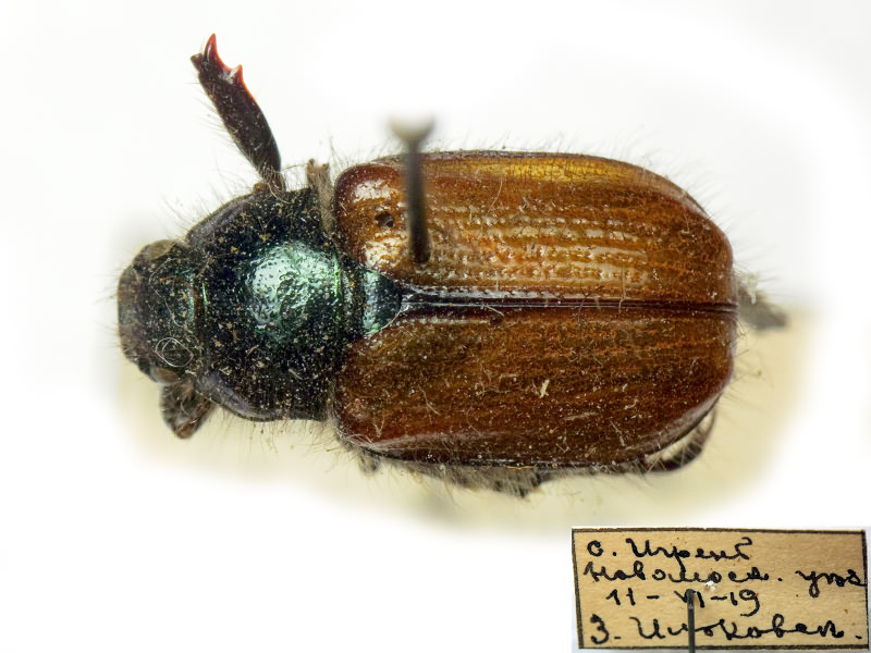 Phyllopertha horticola (Linnaeus, 1758)